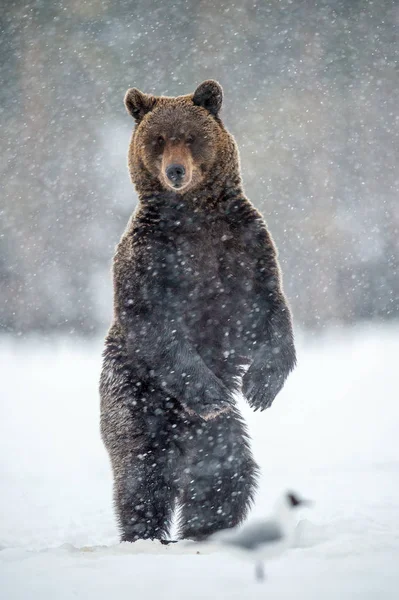 Urso Marrom Adulto Sobre Patas Traseiras Neve Floresta Inverno Uma — Fotografia de Stock