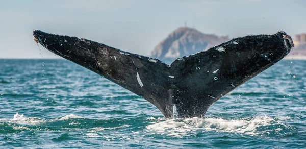 Barbatana Poderosa Baleia Jubarte Acima Superfície Oceano Nome Científico Megaptera — Fotografia de Stock