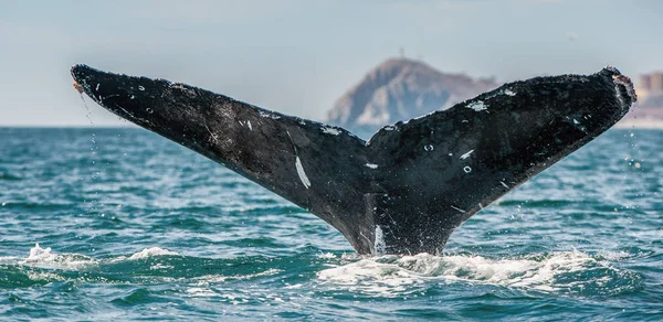 Aileron Arrière Puissant Rorqual Bosse Dessus Surface Océan Nom Scientifique — Photo