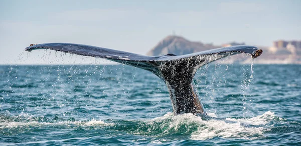 Stjärtfenan Från Den Mäktiga Knölvalen Ovanför Havsytan Vetenskaplig Namn Megaptera — Stockfoto