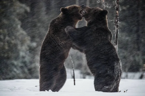 Bear Cubs Snow Snowfall Brown Bears Winter Forest Natural Habitat — Stock Photo, Image