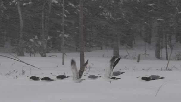 カモメは雪に覆われた野原から離陸します 森の吹雪冬 夕暮れスローモーション — ストック動画