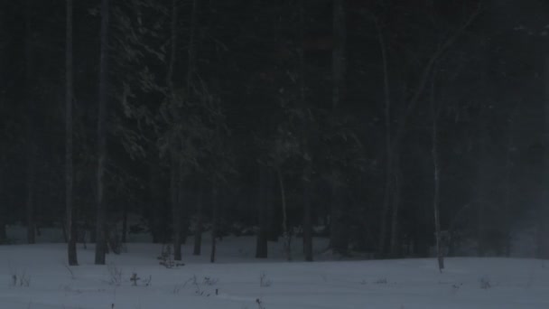 Sněhová Bouře Lese Zimní Sezóna Večerní Šero — Stock video