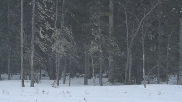 Sněhová Bouře Lese Zimní Sezóna Večerní Šero — Stock video