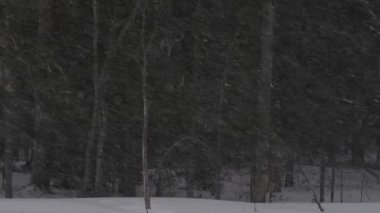 Ormanda kar fırtınası. Kış mevsimi. Akşam alacakaranlık. Yavaş çekim.