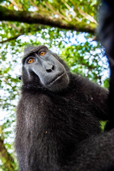 Celebesi Zrezivělali Macaque Uzavřete Výšku Široký Úhel Zrezivělý Černý Macaque — Stock fotografie