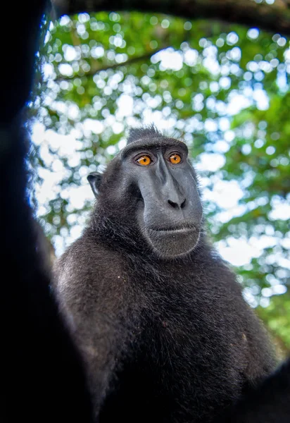 塞莱斯人长着猴 特写肖像 爬行的黑色猴 苏拉威西的猴 或黑猿 自然栖息地 苏拉威西 印度尼西亚 — 图库照片