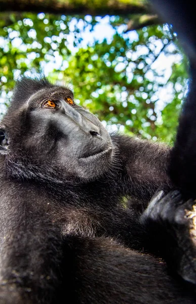 Los Celebes Tienen Cresta Macaco Retrato Cerca Gran Angular Macaco —  Fotos de Stock
