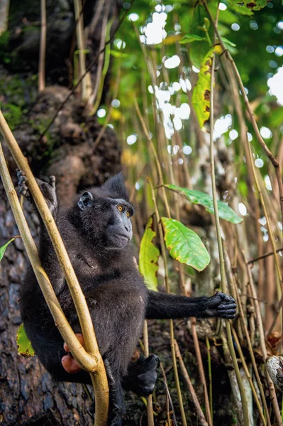 Celebes Criavam Macaco Árvore Macaco Preto Preso Macaco Crista Sulawesi — Fotografia de Stock
