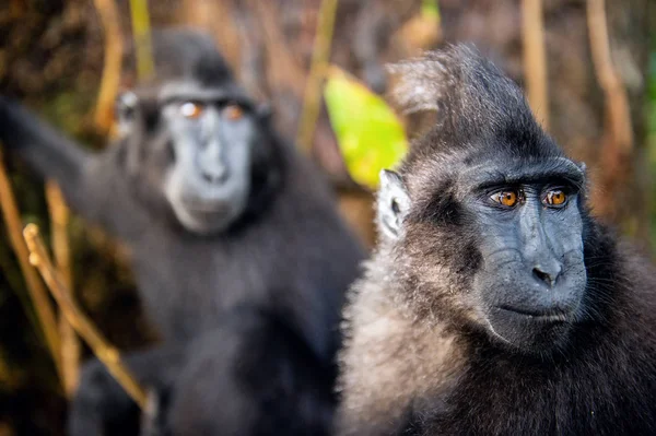 Celebes Crested Macaque Close Portrait Wide Angle Crested Black Macaque — Stock Photo, Image