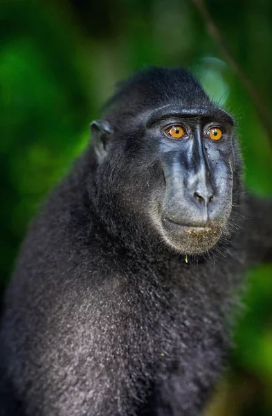 Celebes Kuif Maka Close Portret Kuif Zwarte Makaken Sulawesi Kuif — Stockfoto