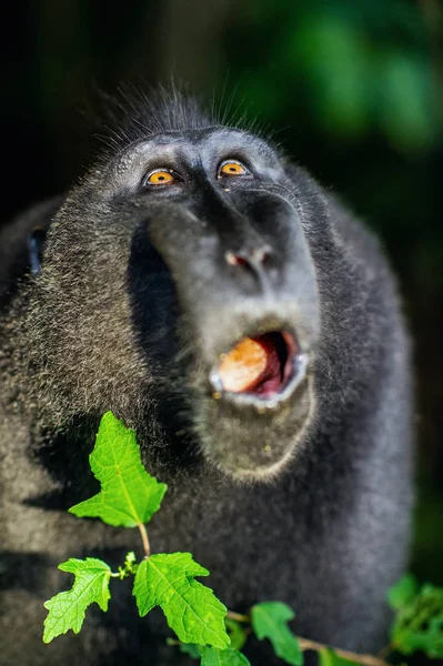 Los Celebes Crestaron Macaco Con Boca Abierta Macaco Negro Crestado — Foto de Stock