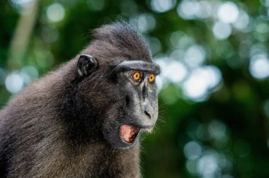 Celebes açık ağızlı makak tepeli. Tepeli siyah makak, Sulawesi tepeli makak, ya da siyah maymun. Doğal yaşam alanı. Sulawesi Adası. Endonezya.