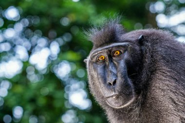 Celebes tepeli macaque. Portre kapatın. Koyu siyah macaque, Sulawesi tepeli macaque, ya da siyah maymun. Doğal Habitat. Sulawesi. Endonezya.