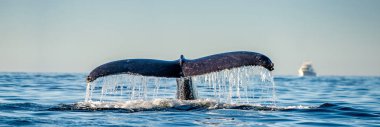 Tail fin of the mighty humpback whale above surface of the ocean. Scientific name: Megaptera novaeangliae. Natural habitat. Pacific ocean, near the Gulf of California also known as the Sea of Cortez. clipart