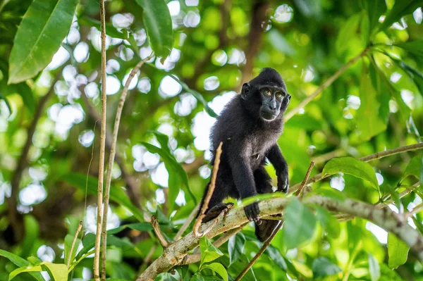 Celebes Yavrusu Ağaçta Makak Tepeli Tepeli Siyah Makak Sulawesi Tepeli — Stok fotoğraf