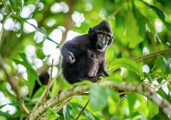 Filhote Celebridades Crista Macaco Árvore Macaco Preto Preso Macaco Crista — Fotografia de Stock