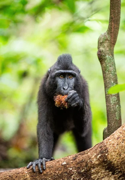 Celebesi Zrezivělali Macaque Zrezivělý Černý Macaque Sulawesi Zrezivělý Macaque Nebo — Stock fotografie