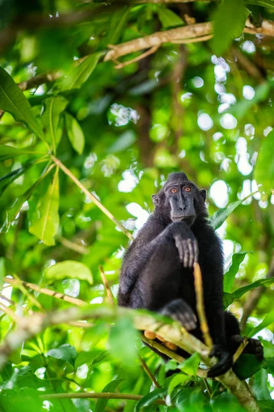 Macaco Crestato Celebes Sull Albero Macaco Nero Crestato Macaco Crestato — Foto Stock