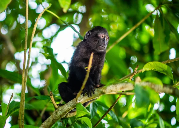 Mládě Celebesu Vrzálo Stromě Makak Zrezivělý Černý Macaque Sulawesi Zrezivělý — Stock fotografie