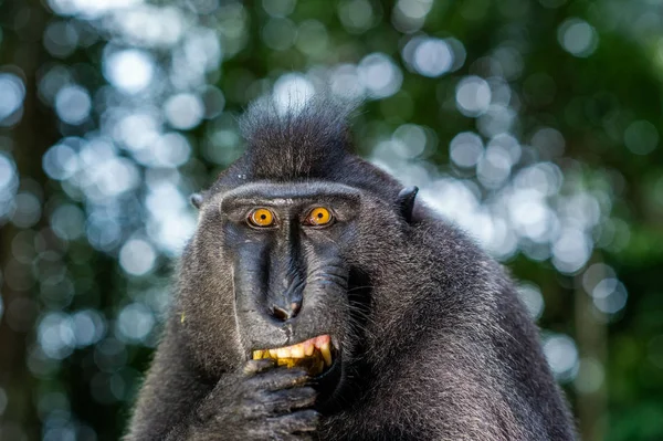 Macaco Crestato Celebes Macaco Nero Crestato Macaco Crestato Sulawesi Scimmia — Foto Stock