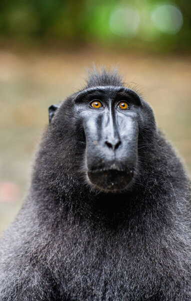 The Celebes crested macaque. Close up portrait. Crested black macaque, Sulawesi crested macaque, or the black ape. Natural habitat. Sulawesi. Indonesia.