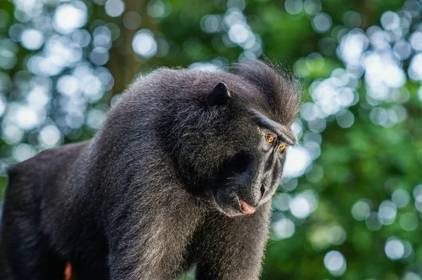 Celebes Crested Macaque Close Portrait Crested Black Macaque Sulawesi Crested — Stock Photo, Image