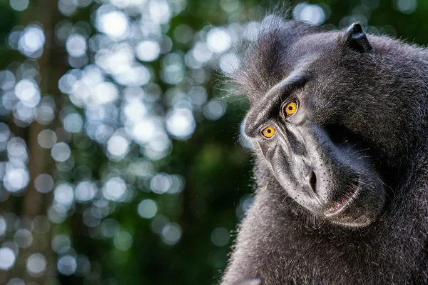 Celebes Kuif Maka Close Portret Kuif Zwarte Makaken Sulawesi Kuif — Stockfoto