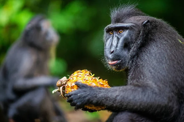 Los Celebes Crestaron Macacos Comiendo Piña Macaco Negro Crestado Macaco —  Fotos de Stock