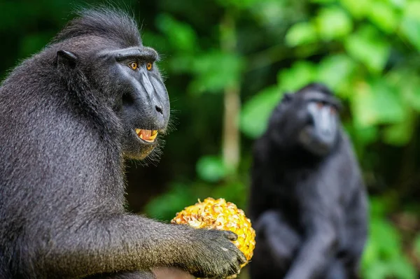 Celebes Kuif Makaak Die Ananas Eet Zwarte Makaak Celebes Crested — Stockfoto