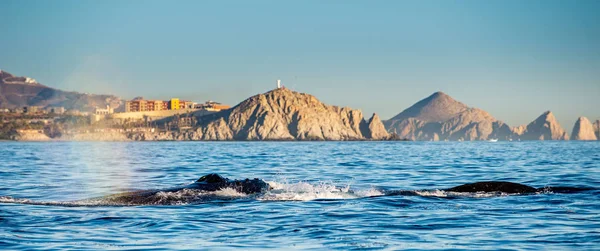 Humpback Wieloryb Pływanie Oceanie Spokojnym Grzbietu Wieloryba Powierzchni Oceanu Nurkowanie — Zdjęcie stockowe