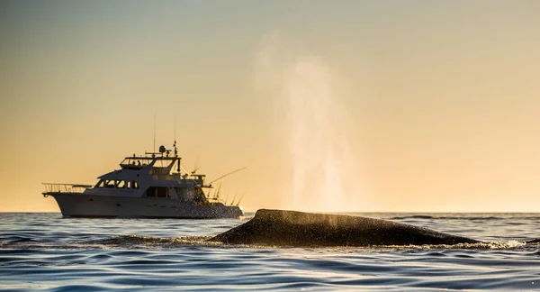 Whale Visar Fontänen Ånga Sunset Sky Och Fiske Yacht Bakgrunden — Stockfoto