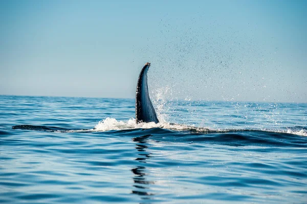 Machtige Bultrug Walvis Boven Oppervlakte Van Oceaan Wetenschappelijke Naam Megaptera — Stockfoto