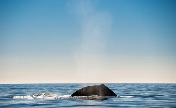 Φάλαινα Δείχνει Την Πηγή Του Ατμού Στο Φόντο Του Ουρανού — Φωτογραφία Αρχείου