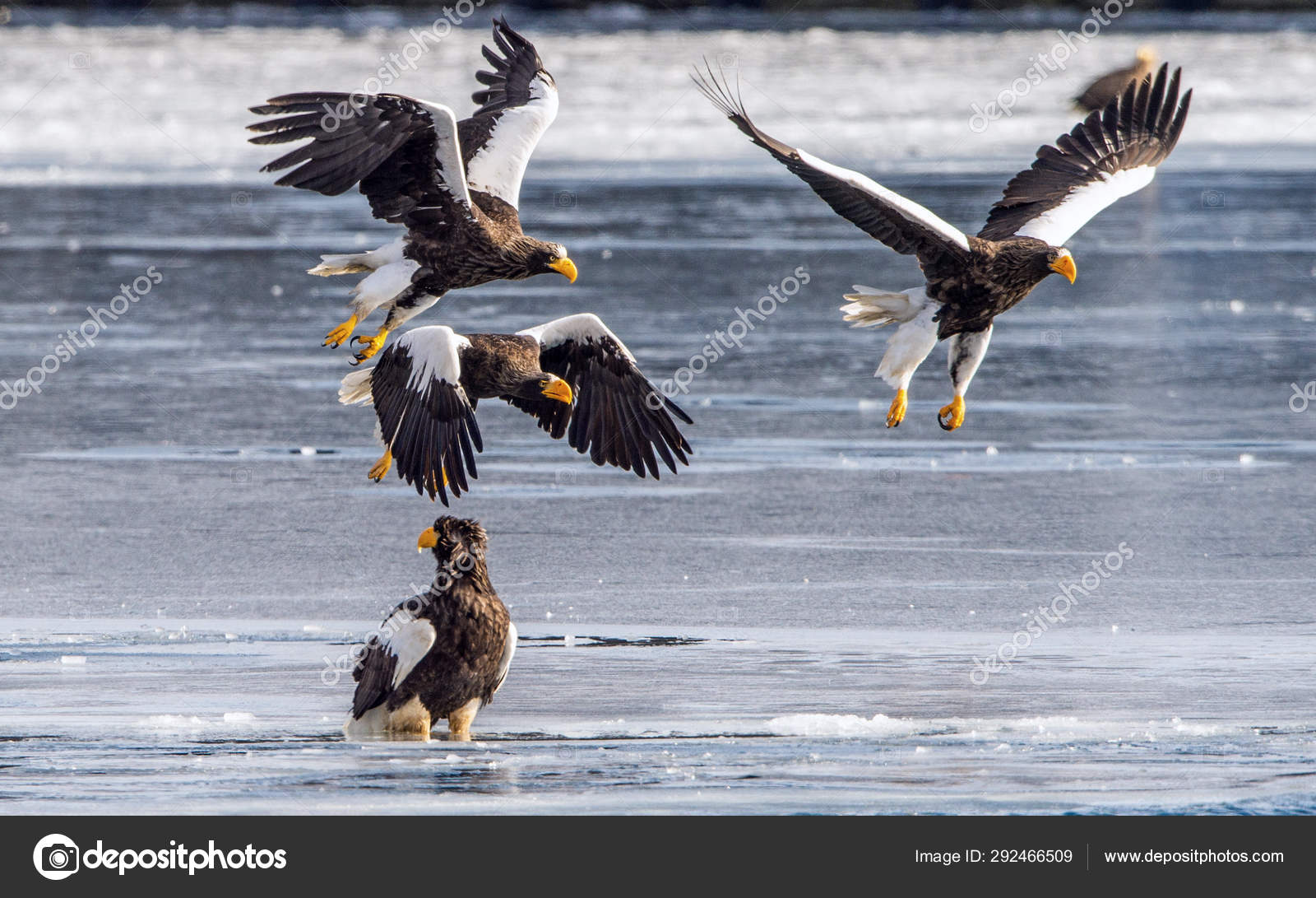 Foto Stock Ali Di Aquile Immagini Ali Di Aquile Royalty Free Depositphotos