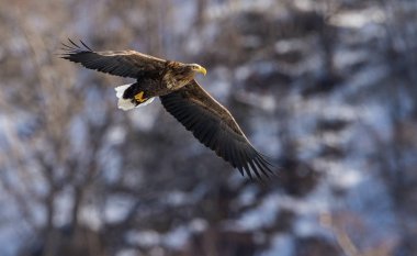 Uçarken beyaz kuyruklu kartal. Arka planda karla kaplı dağ. Kış mevsimi. Bilimsel adı: Haliaeetus albicilla, ern olarak da bilinir, erne, gri kartal, beyaz kuyruklu deniz kartalı.