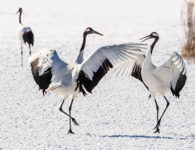 Dans Eden Turnalar. Turnaların ayinsel evlilik dansı. Bilimsel adı: Grus japonensis, ayrıca Japon vinç veya Mançurya vinç denir, büyük bir Doğu Asya Vinç olduğunu.