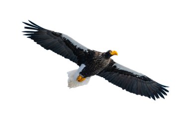 Yetişkin Steller'ın deniz kartal uçuş. Bilimsel adı: Haliaeetus pelagicus. Beyaz arka plan üzerinde izole.