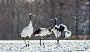 Dancing Cranes. The ritual marriage dance of cranes. Scientific name: Grus japonensis, also called the Japanese crane or Manchurian crane, is a large East Asian Crane. clipart