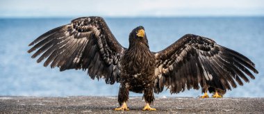Genç Steller'ın deniz kartalı kanatlarını açıyor. Ön görüş. Bilimsel adı: Haliaeetus pelagicus. Mavi okyanus arka planı. Doğal yaşam alanı.