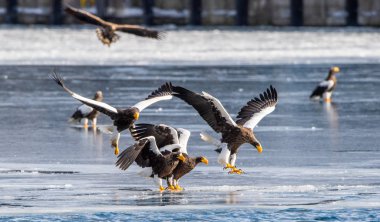 Steller'ın deniz kartalları. Bilimsel adı: Haliaeetus pelagicus. Doğal Yaşam Alanı. Kış sezonu.