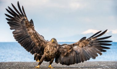Beyaz kuyruklu deniz kartalı kanatlarını açıyor. Bilimsel adı: Haliaeetus albicilla, ern, erne, gri kartal, Avrasya deniz kartalı ve ak kuyruklu deniz kartalı olarak da bilinir..
