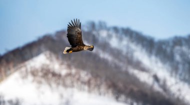 Uçarken beyaz kuyruklu kartal. Arka planda karla kaplı dağ. Kış mevsimi. Bilimsel adı: Haliaeetus albicilla, ern olarak da bilinir, erne, gri kartal, beyaz kuyruklu deniz kartalı.