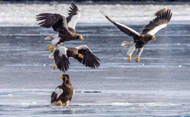 Steller'ın deniz kartalları. Bilimsel adı: Haliaeetus pelagicus. Doğal Yaşam Alanı. Kış sezonu.