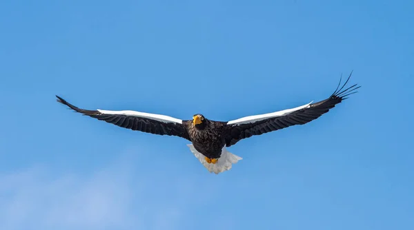 Adult Steller Havsörn Flygning Framifrån Vetenskaplig Namn Haliaeetus Pelagicus Blå — Stockfoto