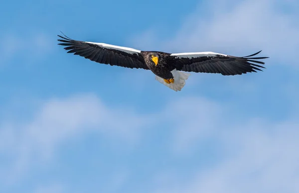 Seeadler Flug Frontansicht Wissenschaftlicher Name Haliaeetus Pelagicus Blauer Himmel Hintergrund — Stockfoto