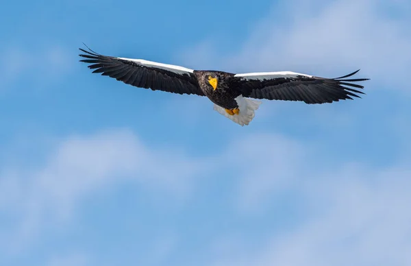 Volwassen Stellers Zeearend Tijdens Vlucht Vooraanzicht Wetenschappelijke Naam Haliaeetus Pelagicus — Stockfoto