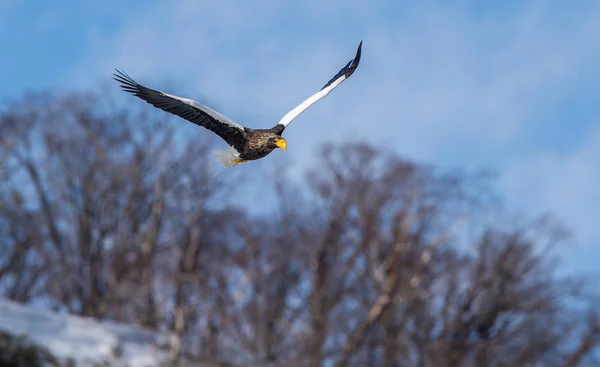 Volwassen Stellers Zeearend Tijdens Vlucht Vooraanzicht Steller Van Zeearend Wetenschappelijke — Stockfoto