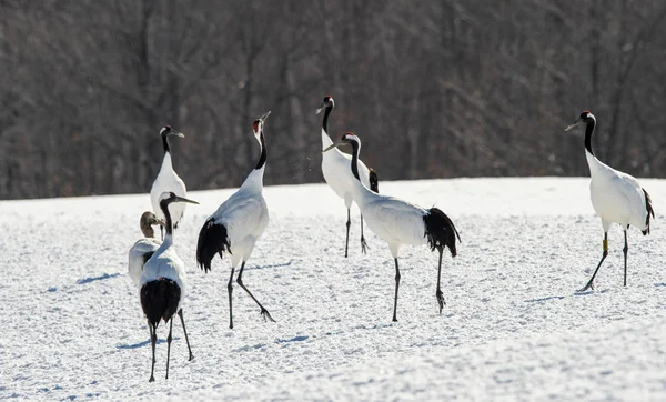 Dancing Cranes. The ritual marriage dance of cranes. Scientific name: Grus japonensis, also called the Japanese crane or Manchurian crane, is a large East Asian Crane.