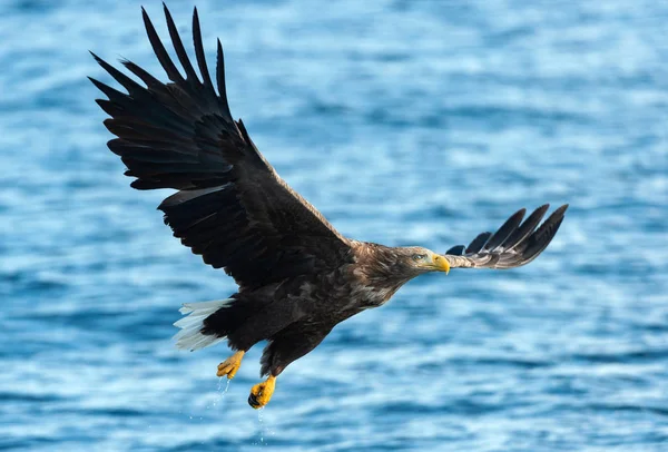 Ausgewachsene Seeadler Über Blauem Ozean Wissenschaftlicher Name Haliaeetus Albicilla Auch — Stockfoto